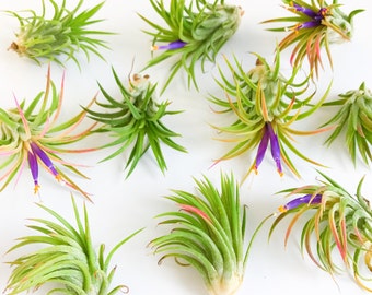 Two Air Plants // Tillandsia Mexican Fuego // Pack of Two Air Plants