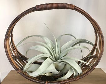 Vintage rattan wicker basket/ boho planter / boho planter / wicker planter basket