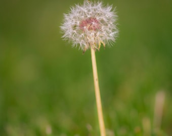 Make A Wish