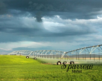 Agriculture Photography, Crops, Wheat, Storm Clouds