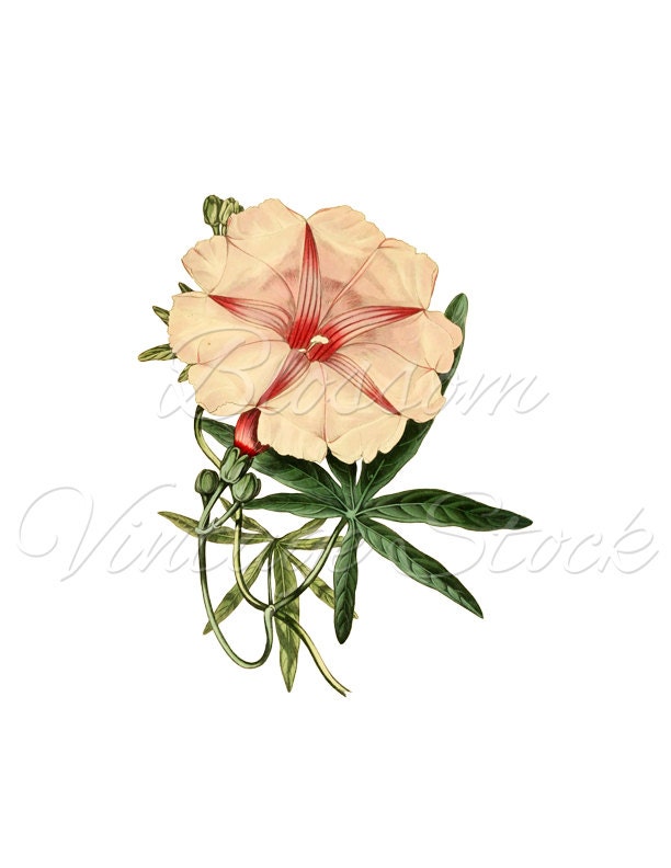 Pink Flower Clipart Pink Flower PNG Digital Image Vintage