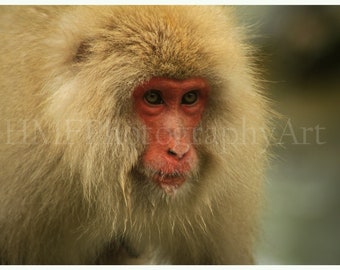 Snow Monkey Photography Immediate Download