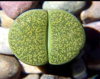 Lithops lesliei Albinica 10 seeds
