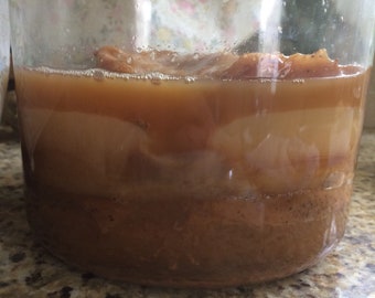 scoby / kombucha scoby / kombucha mushroom