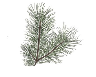 Tree Branches set of 3 prints