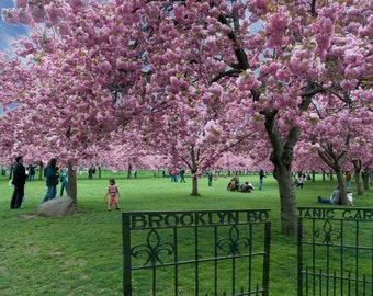 Brooklyn Botanic Gardens Cherry Blossoms