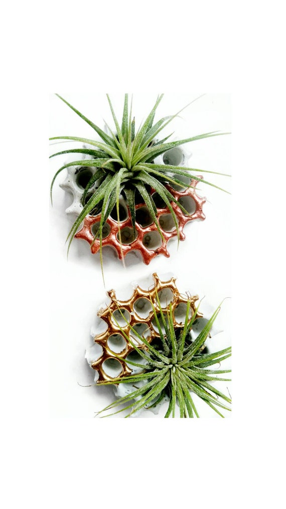 3 Honeycomb Magnets/Air Plant magnet/Honeycomb decor/Air Plant Holder/Air Planter/Concrete Planter/Bridesmaid Gift/Honeycomb/Office Planter