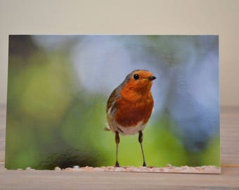 Cute Christmas Robin Blank Greetings Card 12 x 19 cm