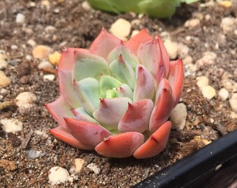 Rare Succulents Echeveria Salmon 1.5" - 2.5” Very beautiful!