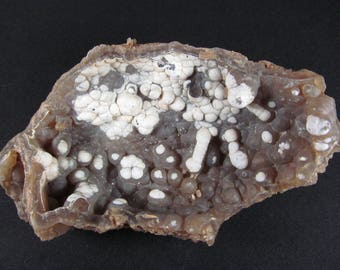 Agatized Fossil Coral - Withlacooche River, Florida - Cabinet Specimen