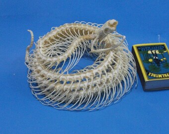 Taxidermy Real snake skeleton Asia Green vine snake