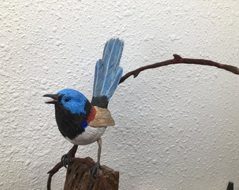 Verigated fairy wren