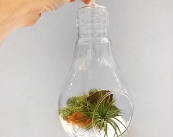 Zen Citrine Crystal Air Plant Terrarium Kit