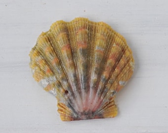 Hawaiian Sunrise Shell 1 1/4" , Moonrise Shell 102A