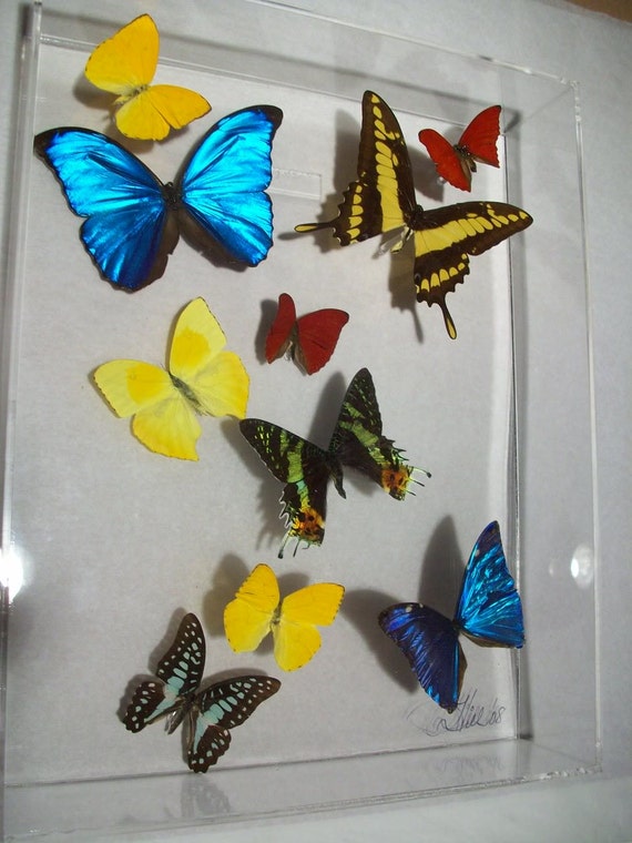 11x3x14 wall panel of real colorful butterflies display - style LION