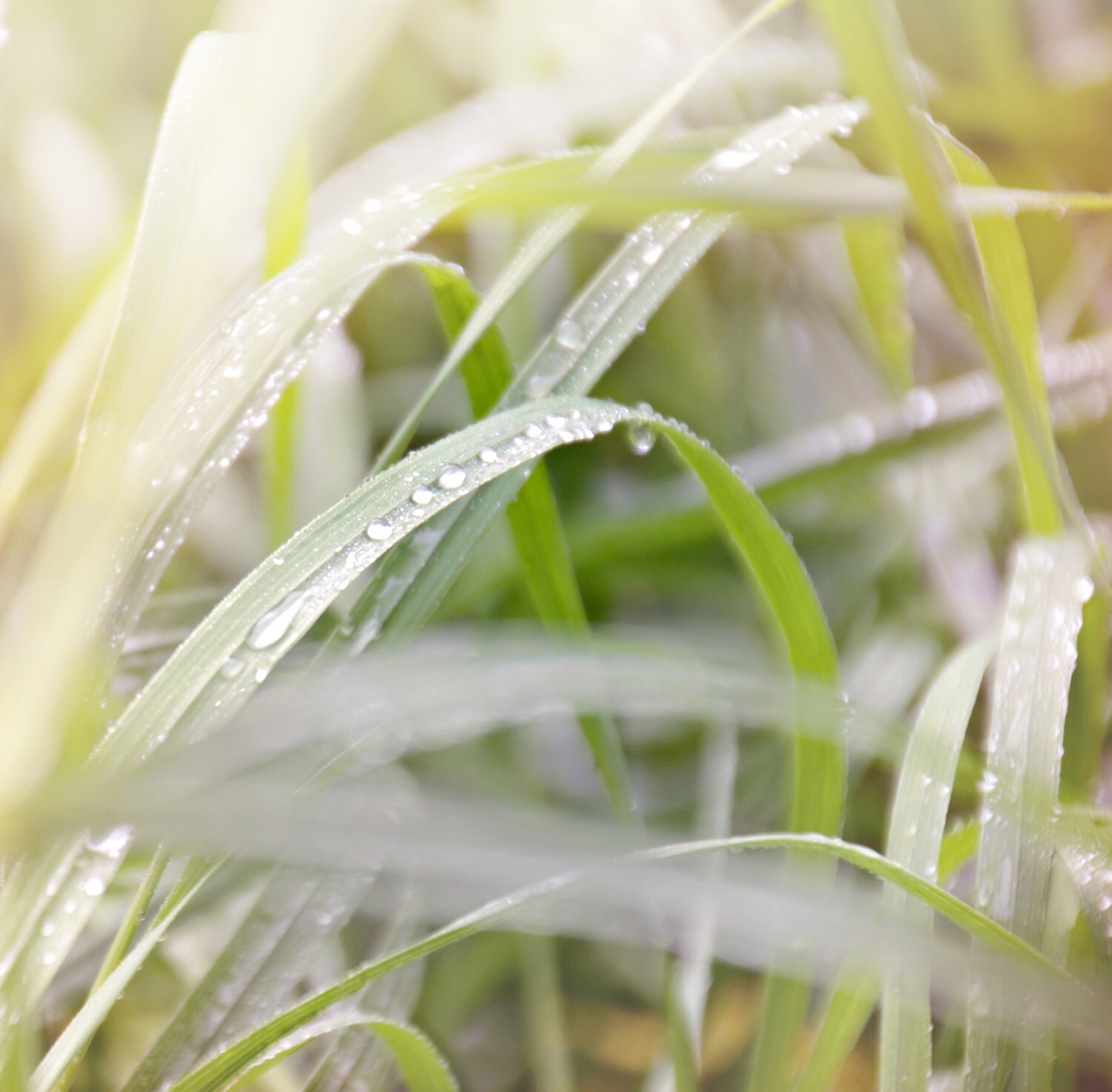 Soft grassnature photography nature photo cottage