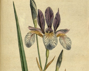 Flower illustration, Botanical drawing, Flower print, 50