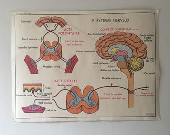 Vintage educational poster