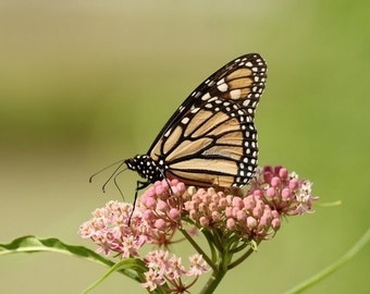 monarch, butterfly, photo, print, butterfles, milkweed, plant, insects, photography, home decor, wall art, nature, wildlife
