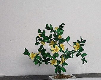Miniature hibiscus