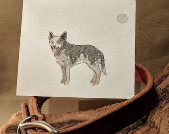 Blue Heeler Portrait