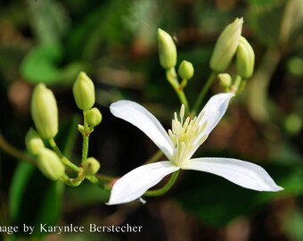 White Flower Nature Photo, Fine Art Matted Photography, Spa Decor