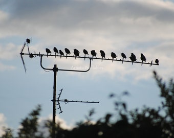 Nature photography Digital photograph of a flock of birds
