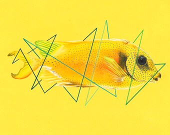 Blue Spotted Spinefoot Fish Print
