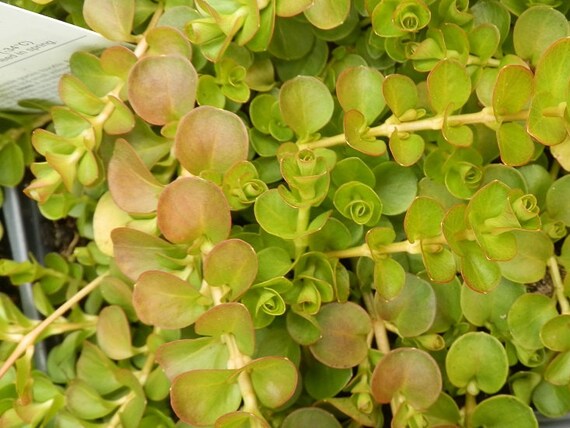 Gold Creeping Jenny Lymsimachia Plant