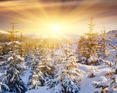 winter solstice saturnalia