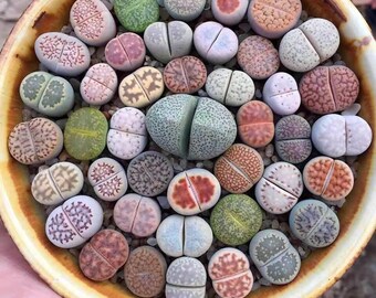 Lithops mix 50 seeds (Living stones) succulent