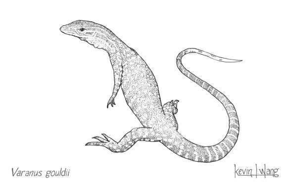 Gould's Monitor Lizard Varanus gouldii illustration