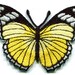 Animal Yellow Butterfly Iron on Patch Hippie Retro Boho Love Peace Embroidered Appliques Patches B-127