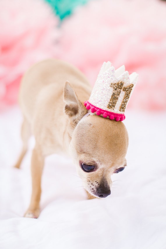 Pet Party Hat || Animal Party Decoration || Puppy Party Hat || Animal Lover Gift || Pig Kitty Dog Birthday Hat