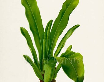 Bird's Nest Fern Art Print, Botanical Art Print, Fern Wall Art, Fern Print, Botanical Print, green art print