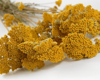 WHOLESALE 7 x Dried Yarrow 20 - 25 Stems - All Colors