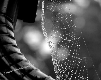 Spider web photograph, Spider Diamonds, wall art, Halloween, home office decor, gift 20, gothic