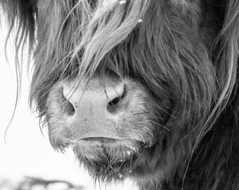 Highland Cattle 5 - Fine Art Photography - Cow - Nature Photography