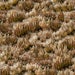 Bush Blender, Gray 1 yard