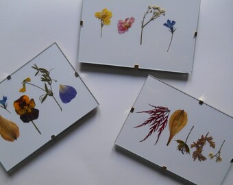Pressed Flowers in Silver Clip on Frame
