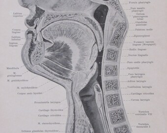 1903 Bookplate- Human Anatomy-2 Sided Vintage Book Page-Median Section of the Head and Neck/Mucous Glands of the Lips and Cheeks