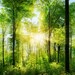 Green Forest Backdrop - spring or summer woods, sunshine - Printed Fabric Photography Background G0633