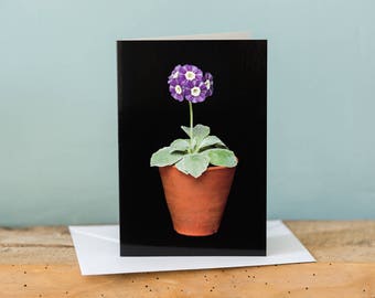 Greetings Card - Auricula - Floral