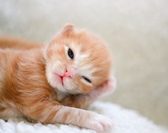 Photograph of Rescue Kitten Pondering the Ultimate Question of Life, the Universe, and Everything