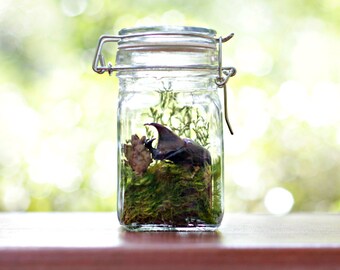 Bug Terrarium Kit, Teacher Gift, Insect Specimen, Gift Ideas for Him, Educational Gift, Science, Geekery, Nerd, Kits and Tutorials, DIYer
