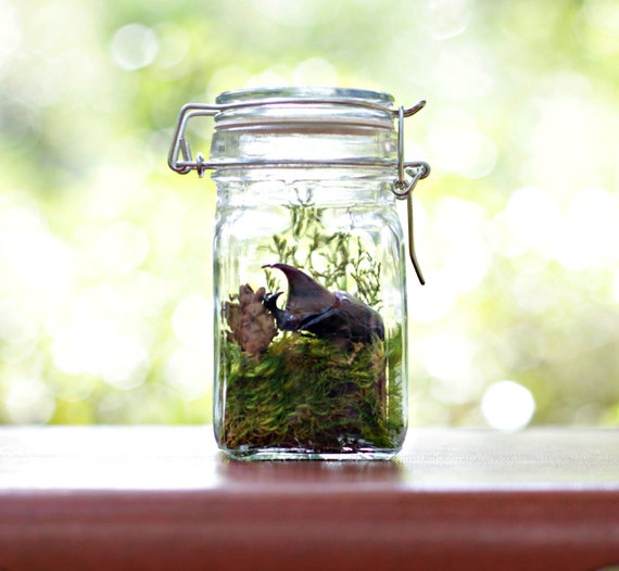 Bug Terrarium Kit Teacher Gift Insect Specimen Gift Ideas