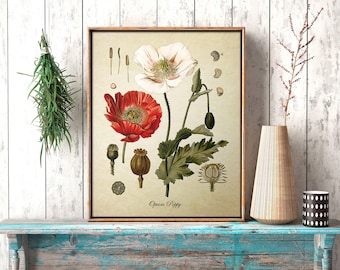 Botanical Print, Opium Poppy Print, Home Decor, Opium Poppy Botanical, Red Poppy Botanical Print, Poppy Art Reproduction FL063