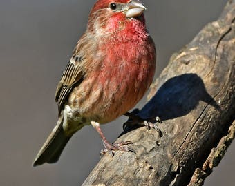 Male house finch, N.Carolina: archival print signed and matted