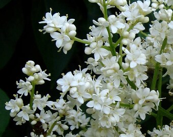 10 Syringa amurensis Seeds, Syringa reticulata Seeds, Amur lilac Seeds