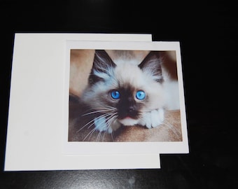 Sealpoint Balinese Kitten 5x5 Notecard with Envelope